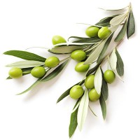 Let's learn more about olive leaf extract