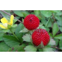 Learn an herbal every day - mock-strawberry