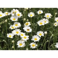 Use of pyrethrum extract in the livestock industry