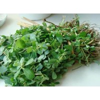 Learn an herbal every day - bacopa monnieri