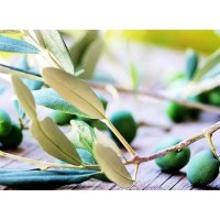 Skincare and anti-inflammatory ingredient - olive leaf extract