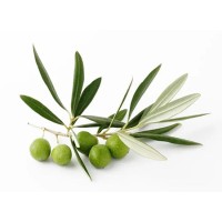 olive leaf tea