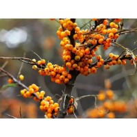 What are the benefits of seabuckthorn? How to choose seabuckthorn products?