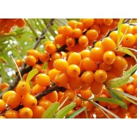 Sea buckthorn extract - the power of sea buckthorn flavonoids will make you unbelievable