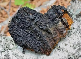 What advantages does Chaga extract rely on to be used in medicine?