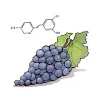 Natural Antioxidant Resveratrol: Helps People Effectively Delay Aging