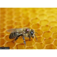 Australia honey bees put in lockdown due to deadly varroa parasite