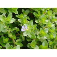 How does Bacosides in Bacopa monnieri extract work?