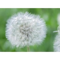 What health problems can dandelion extract help the body solve?