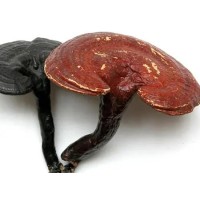 What does Reishi mushroom do? What are the benefits of eating Reishi mushroom?