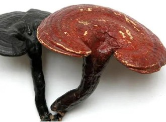 What does Reishi mushroom do? What are the benefits of eating Reishi mushroom?