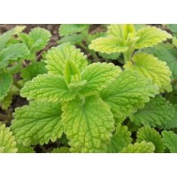 In addition to antiseptic and cognitive health, peppermint extract has this function