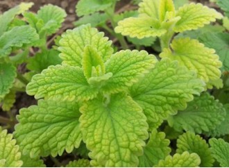 In addition to antiseptic and cognitive health, peppermint extract has this function