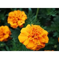 Pharmacological effects of marigold extract and its utilization status