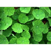 What is the role of Centella Asiatica extract in cosmetics?