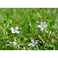 Does Bacopa Monnieri extract have intellectual properties?