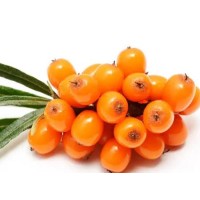 Seabuckthorn extract improves immunity from these three aspects