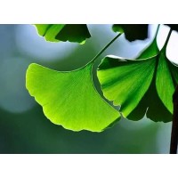 On the market potential of plant extracts, Ginkgo biloba extract must be on the list
