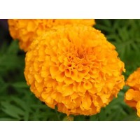 Where are marigold extract lutein usually applied?