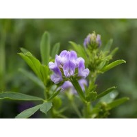 The efficacy and value of alfalfa extract
