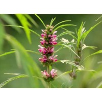 For female friends, what are the functions and effects of motherwort extract?