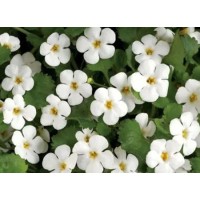 What are the benefits of boiling water with Bacopa Monnieri?