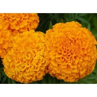 Marigold extract - the importance of lutein for eye and brain health