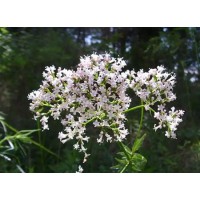 Plants That Relax Your Mind and Muscles: Valerian