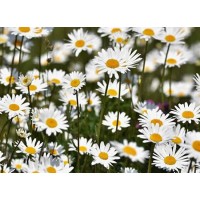 What is the main role of chamomile extract in skin care products?
