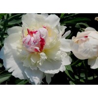 What are the benefits of peony extract? What are the application values?