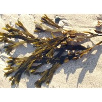 What are the benefits of Bladderwrack extract?