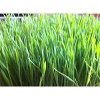 What is the function and value of barley grass extract?