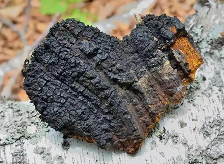 the effects of Chaga extract