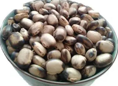 mucuna bean extract