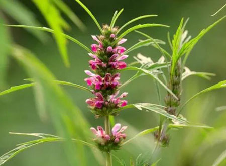 functions and effects of motherwort extract