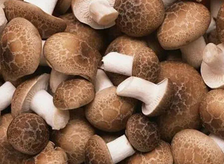 high-quality shiitake mushroom