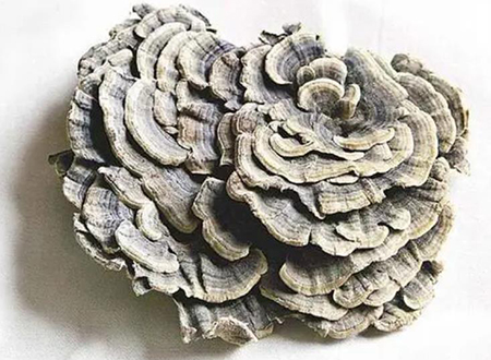 TurkeTail mushroom