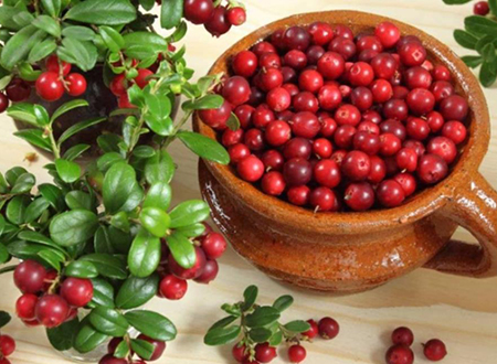 whitening plant extracts - bearberry extract